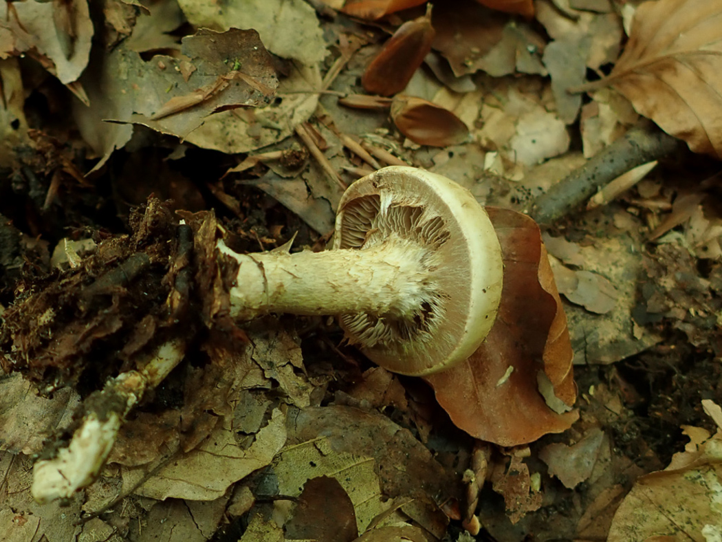 Photo © Penny Cullington Hebeloma radicosum by Penny Cullington